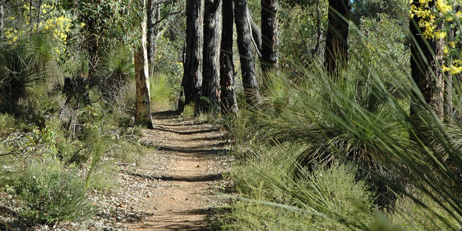 Munda Biddi trail Mundaring