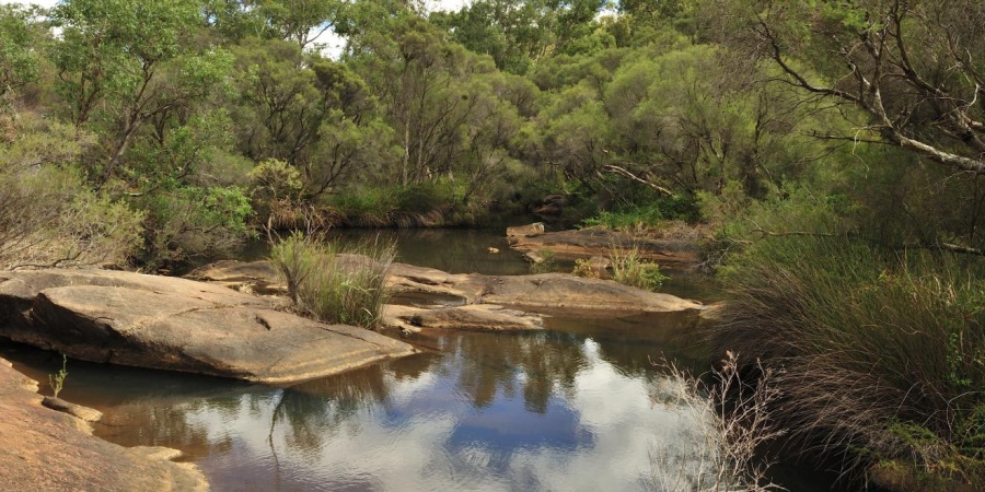 Vegetation along the Upper Canning River