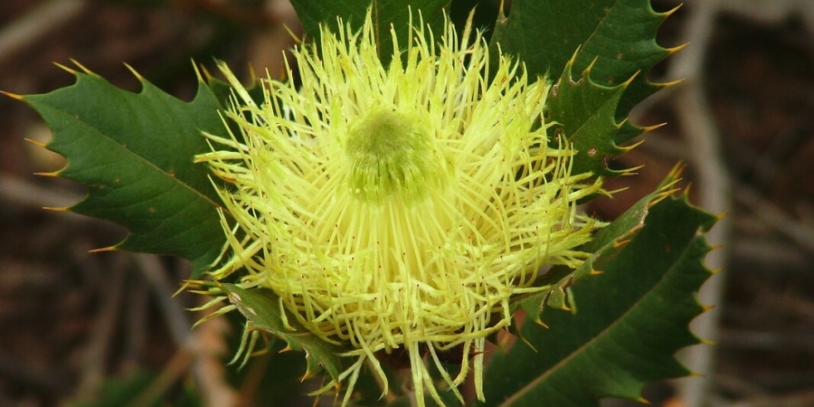 Banksia - Photo DBCA