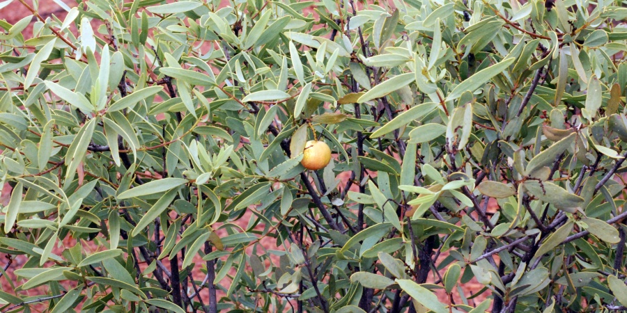 Sandalwood - Photo Jean and Fred Hort Flickr