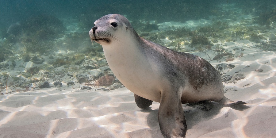 Australian sea lion playing - Photo the Ocean Agency / Adobe
