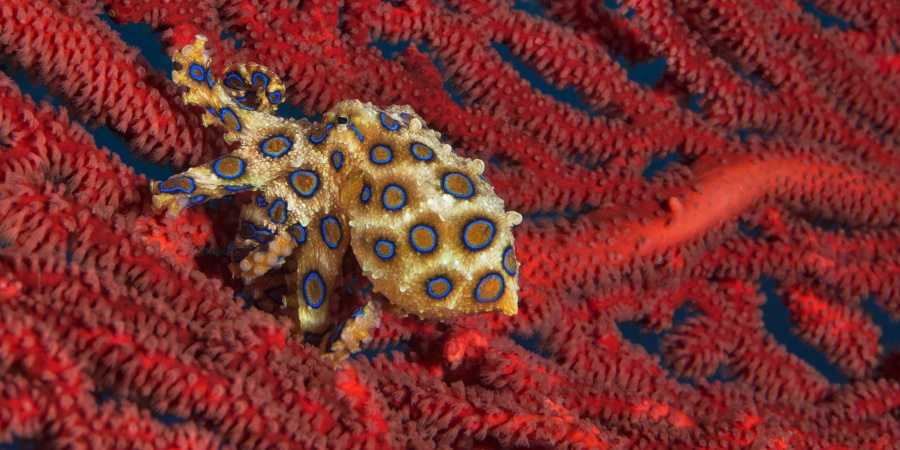 More potent than cyanide': how to stay safe from blue-ringed octopus -  Australian Geographic