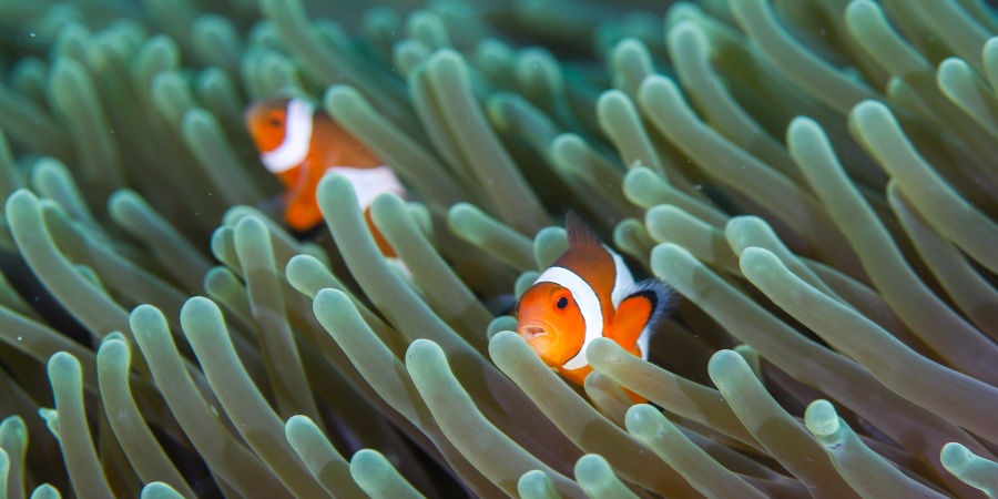 Sea anemones | Department of Biodiversity, Conservation and