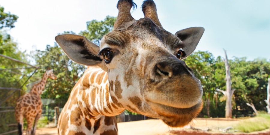 Giraffe - Photo Perth Zoo
