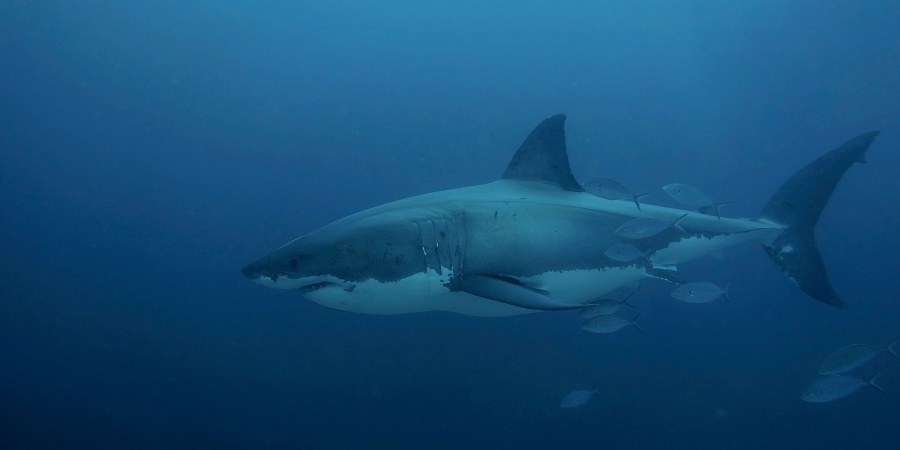 Great white shark  Department of Biodiversity, Conservation and Attractions