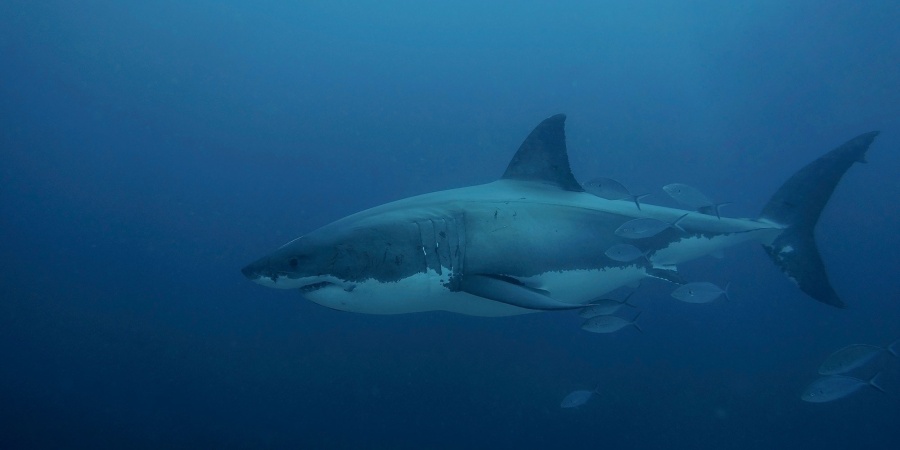 Great White Shark Photos Monster Great White Shark Washes Ashore In Great White Shark Photos Monster Great White Shark Washes Ashore In