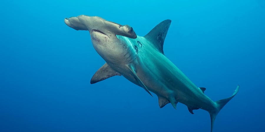 Hammerhead sharks | Department of Biodiversity, Conservation and ...