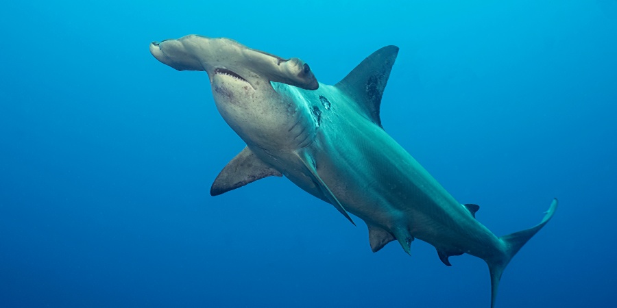 Hammerhead sharks | Department of Biodiversity, Conservation and