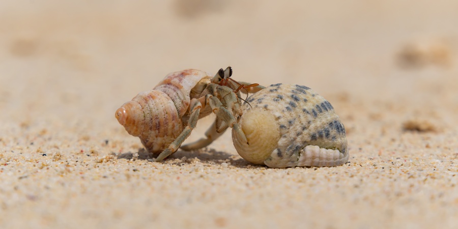 Hermit crabs  Department of Biodiversity, Conservation and Attractions