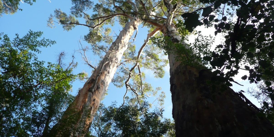 Walpole-Nornalup National Park - Photo Bron Anderson