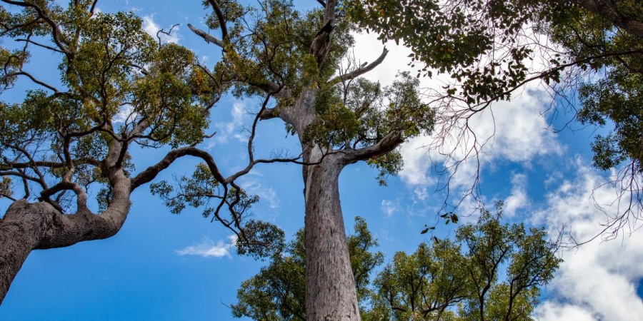 King Jarrah - Wellington National Park - Photo DBCA