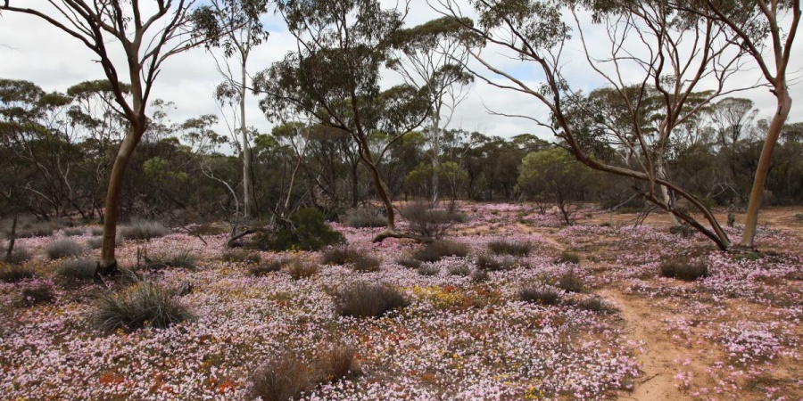 Korrelocking Nature Reserve - Photo DBCA