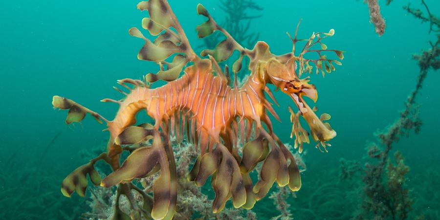 Leafy Sea Dragon - Photo the Ocean Agency / Adobe