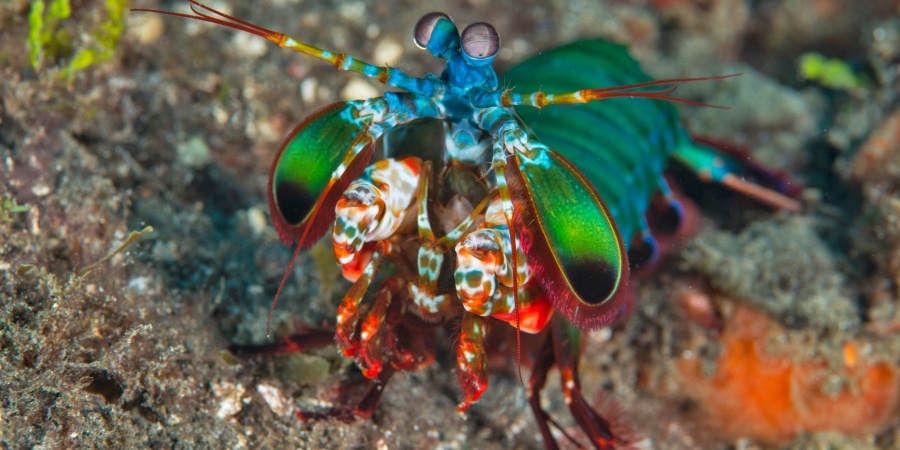 Mantis Shrimp - Photo the Ocean Agency / Adobe