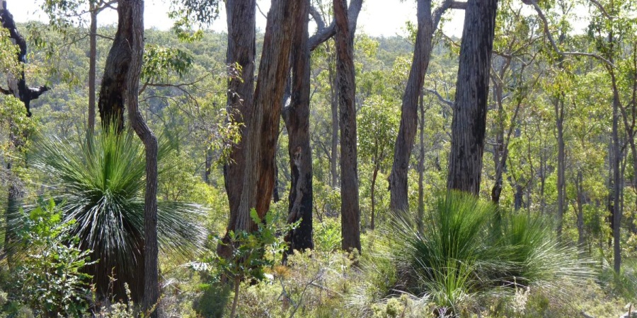 tone-perup Nature reserve - Photo Bron Anderson