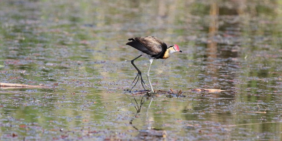 Comb-crested jacana. Photo by Judy Dunlop/DBCA