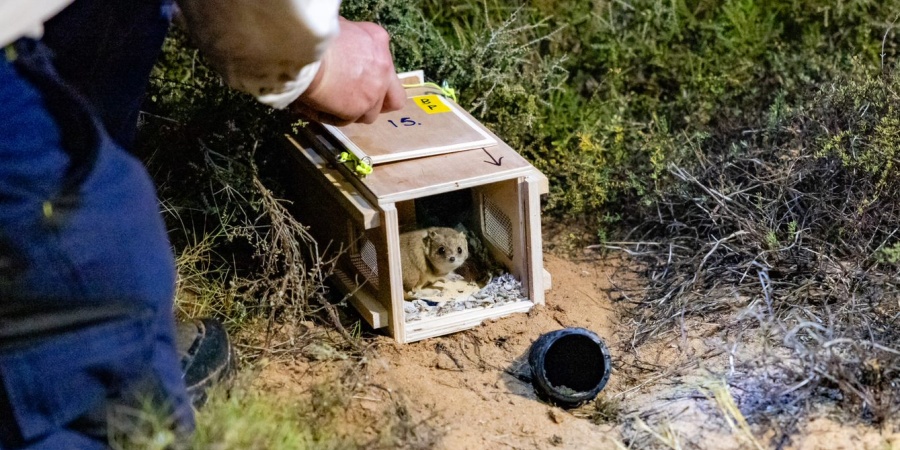 brush-tailed mulgaras release