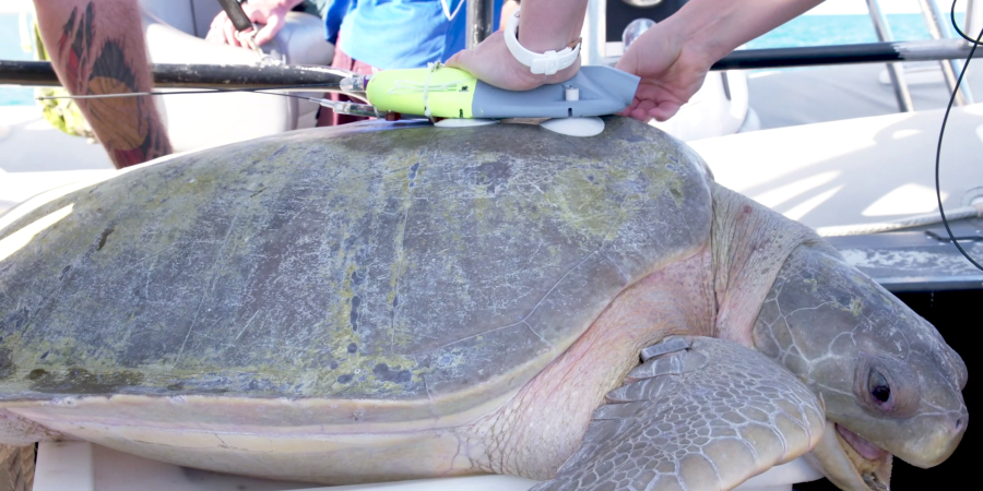 A data logger is applied to the carpace of a flatback turtle. Credit: Nyamba Buru Yawuru, DBCA 
