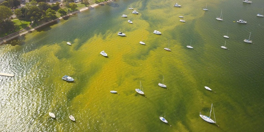 Image of historic Alexandrium bloom in Matilda Bay in the Swan River. Photo: Steve Schneider.