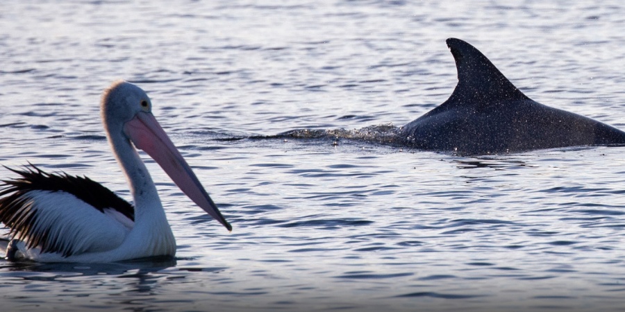 Dolphin and pelican