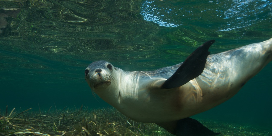 Sealion. Photo/Juanmoro