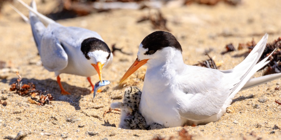 Two small white birds with black on the top of their heads and an orange beak resting on a sandy beach