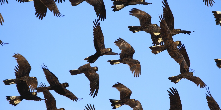 A flock of Carbaby's Cockatoos - large black birds with red feathers under their tails - flying across a blue sky