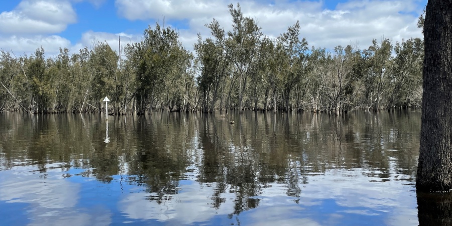 A line of trees reflected in a lake with a cloudy, blue sky above