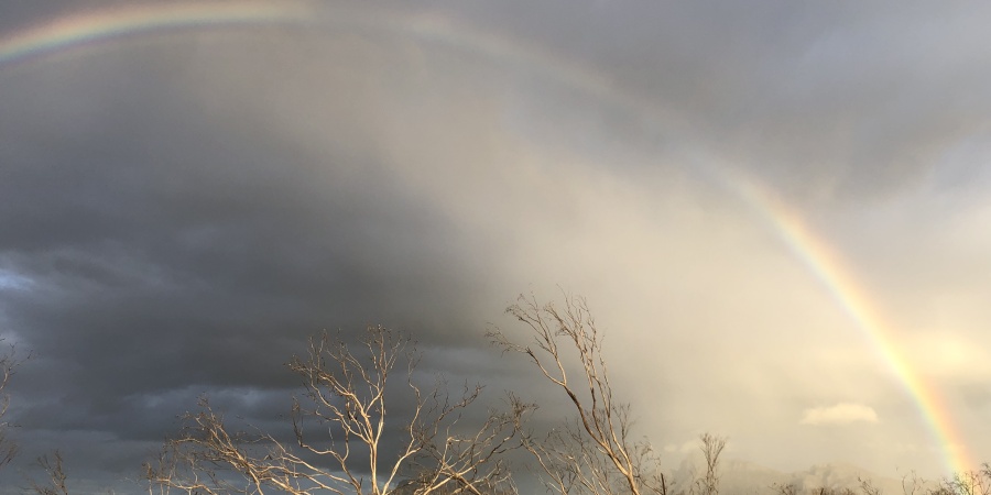 Landscape image of woodland environment with a rainbow crossing an overcast sky in the background