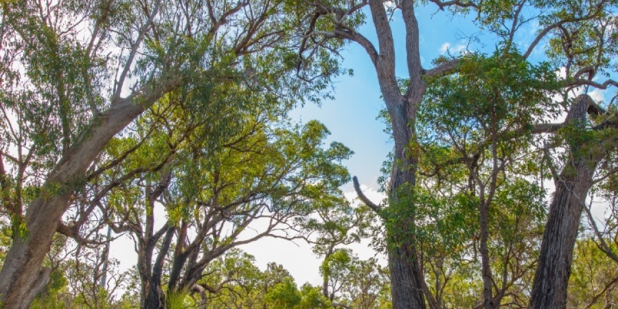 Northern Jarrah Forest
