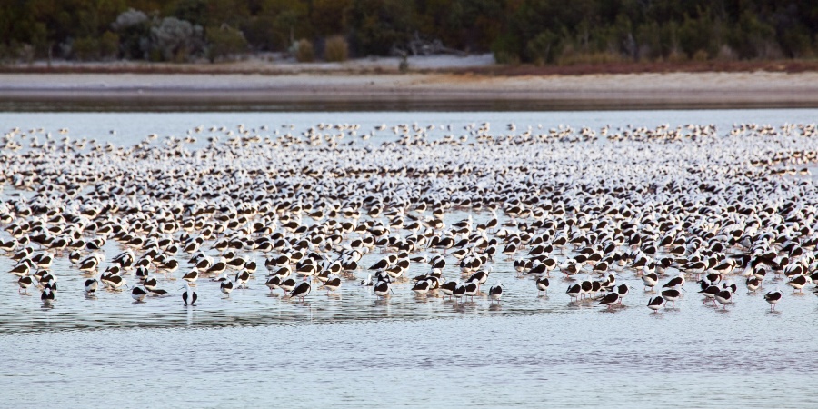 A flock of black winged stilts foraging at Lake Preston