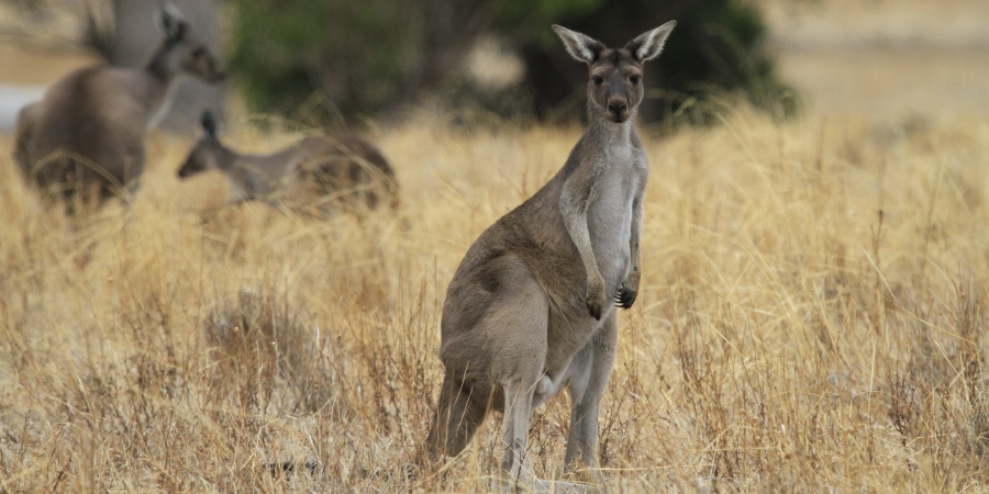 Western grey kangaroo