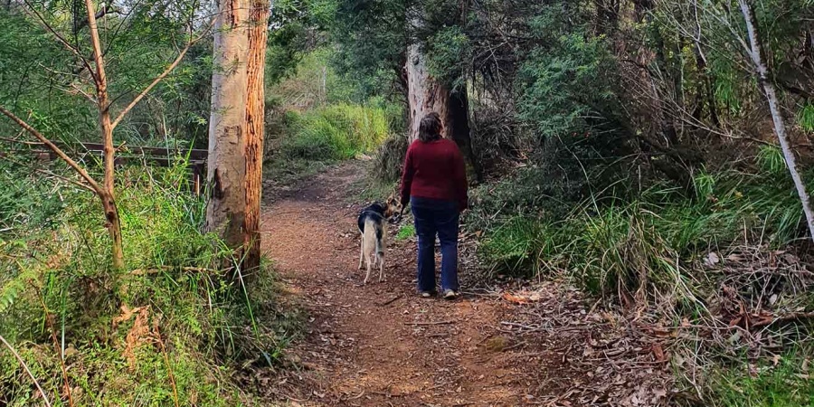 Dog being walked in the Walpole Wilderness. Photo by Janine Liddelow/DBCA