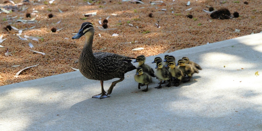 Ducklings