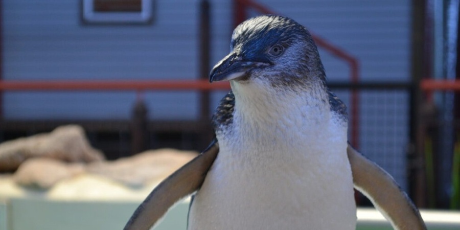 Lou the little penguin