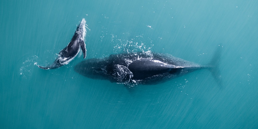 Humpback whales