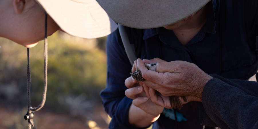 A researcher holding a small bird - a grasswren - preparing for its release into the wild
