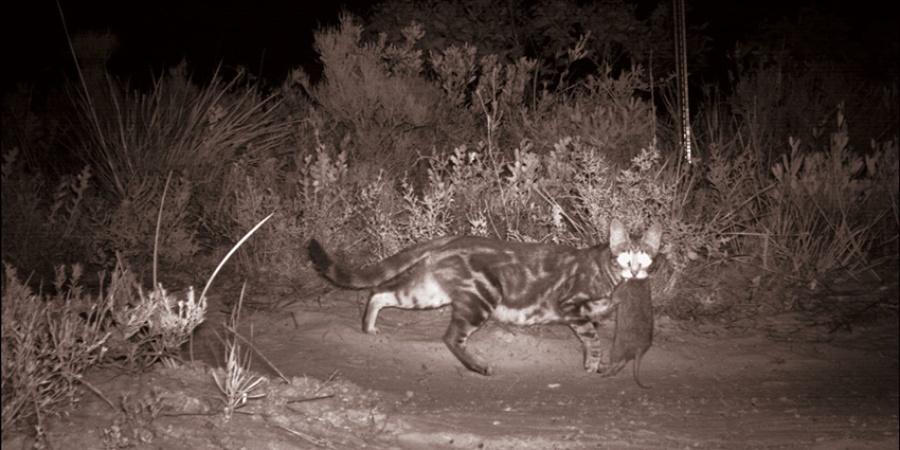 Feral cat captured by a remote sensing camera and carrying a bandicoot