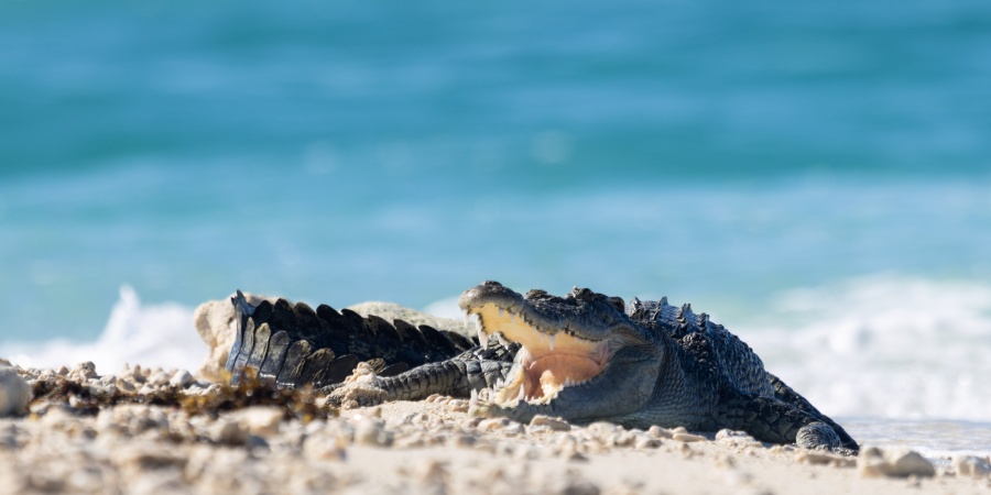 Saltwater crocodile