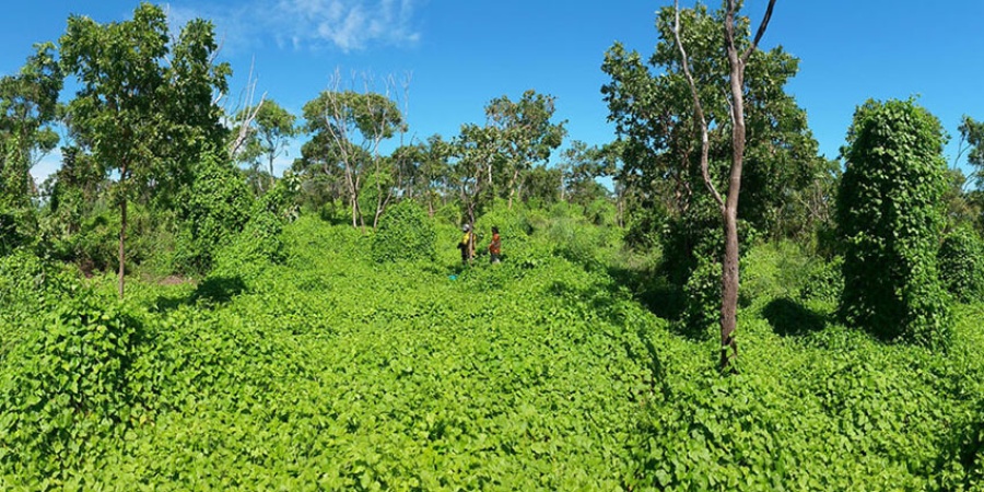 Stinking passionflower (Passiflora foetida). Photo by Bruce Webber/CSIRO