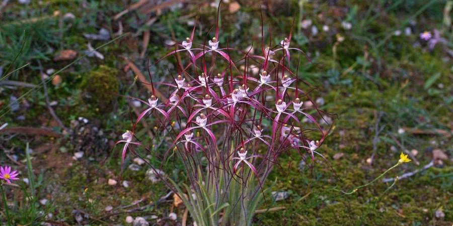 Clumped spidr orchid