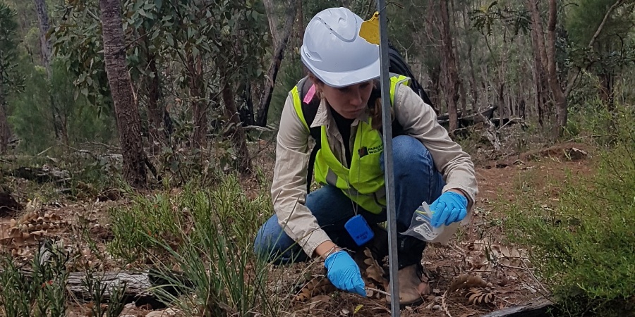 A researacher wearing a yellow high-vis vest and a hard hat crouched by a star picket marking a survey site in a jarrah forest
