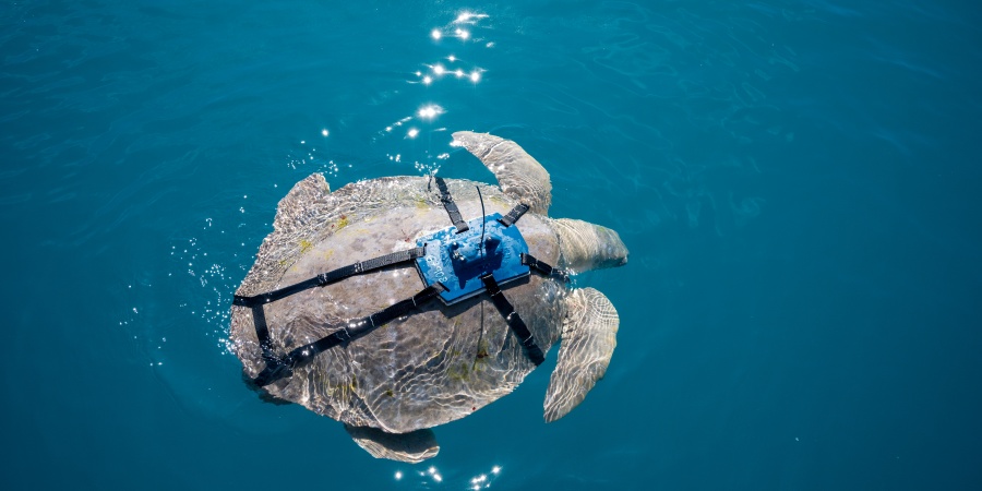 Roeback Bay Turtle research_Tristan Simpson