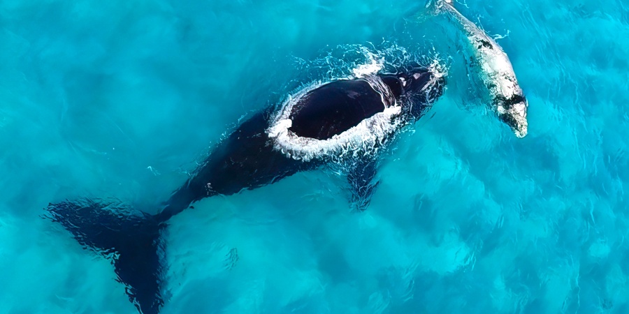 SOuthern right whales. Photo by Peter Nicholas/DBCA