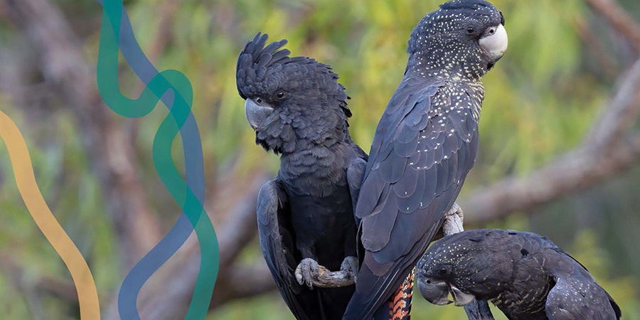 Biodiversity Conservation Framework cover extract showing a family of red-tailed black cockatoos (Calyptorhynchus banksii).  Photo by Mark Davidson/DBCA