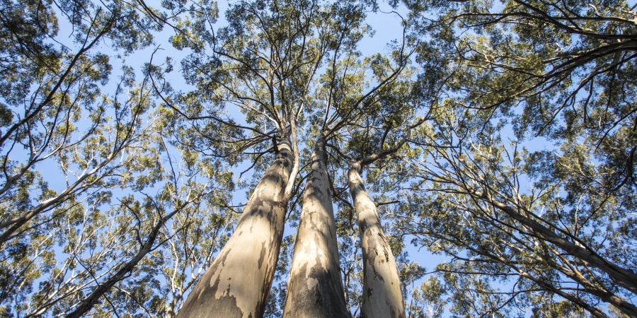 Image of trees taken from below canopy