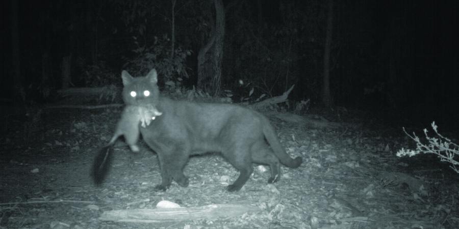Feral cat caught on camera with a brush-tailed phascogale (Phascogale tapoatafa). Photo – DBCA 