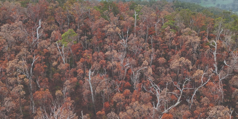 Djarraly (Eucalyptus marginata) or jarrah die-off between Kirup and Donnybrook. Photo – Joe Fontaine/Murdoch University 
