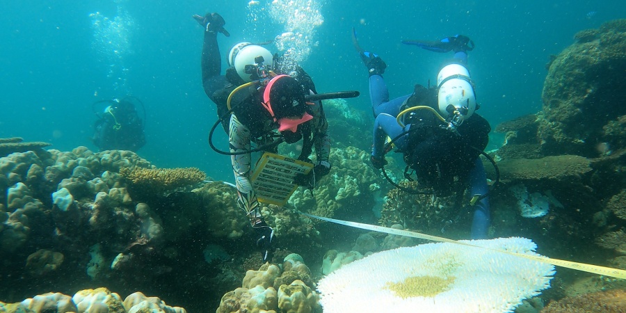 Two divers take measurements of coral and record their findings.