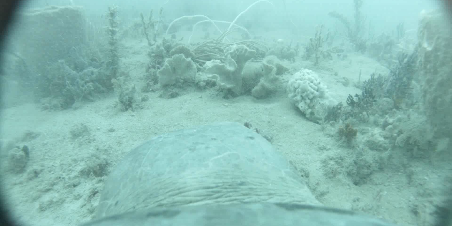 The point of view from a turtle foraging in the Roebuck Bay Marine Park